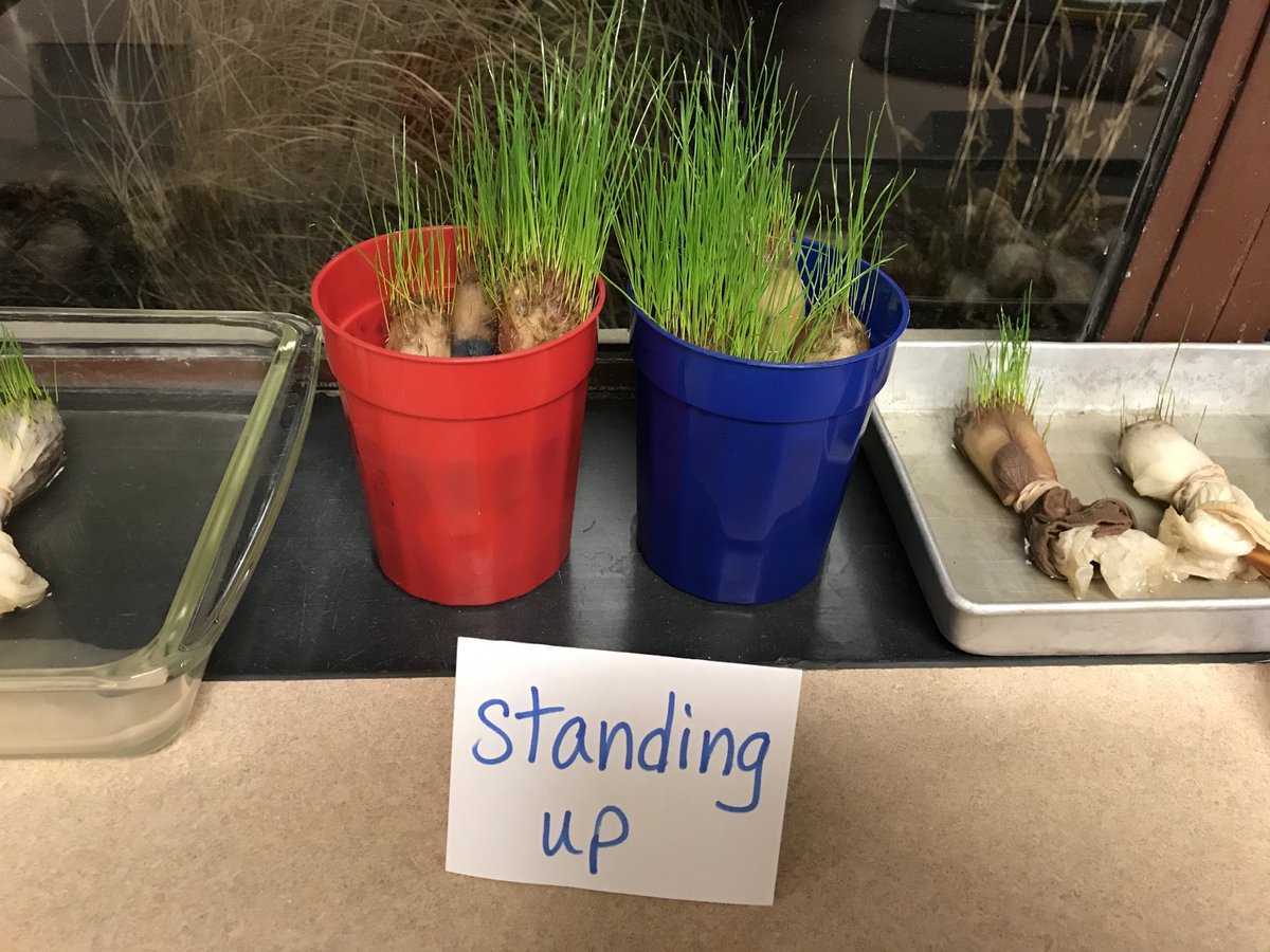 sgavin34's tweet photo. Our grassheads experiment helped us solve the mystery, “Why do trees grow so tall?” Because they’re trying to reach the sunlight! #winfield34 https://t.co/8enKimK0Ao