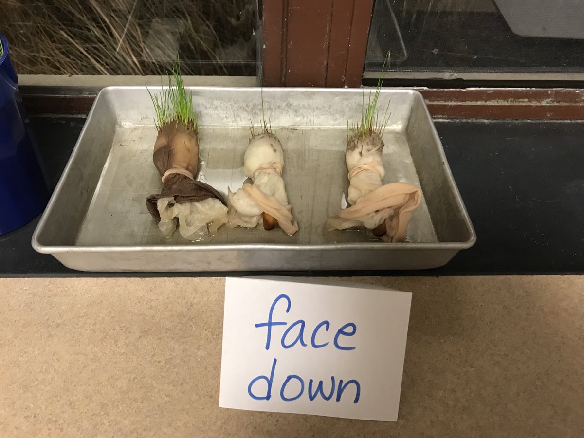 sgavin34's tweet photo. Our grassheads experiment helped us solve the mystery, “Why do trees grow so tall?” Because they’re trying to reach the sunlight! #winfield34 https://t.co/8enKimK0Ao