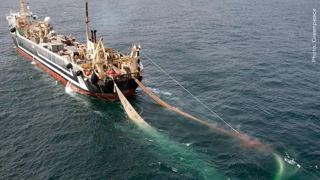'Catch 'em, kill 'em, dump 'em' https://lifebasedlearningforum.com/2020/11/21/what-is-to-be-done-with-super-trawlers/
