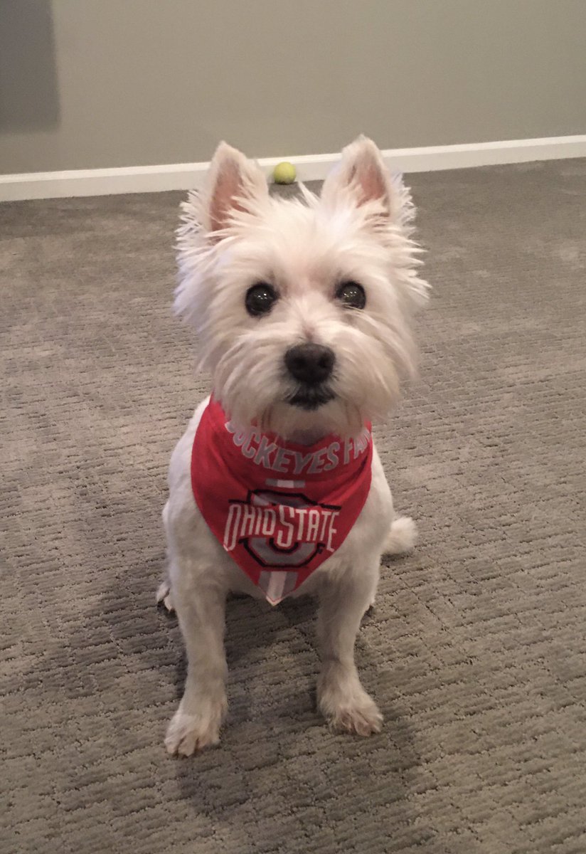 #BuckeyeNation about now... #GoBuckeyes #GoBucks #Westie https://t.co/hauI1Zf33W