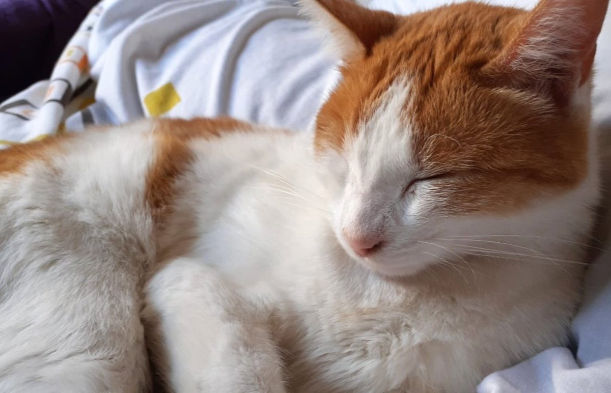 Hola pequeños. Sigo buscando a mi Pipi. Zona calle Falucho entre Rondeau y Juan José Paso. Por cualquier tipo de información me pueden llamar o enviar mensajes al 2395425077 no importa el horario.  OFREZCO RECOMPENSA CON PLATA Y ESCABIO.