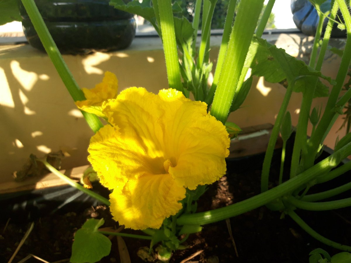 ALatouri's tweet photo. Quel légume se cache derrière cette fleur ? 

Pas de cours cette semaine mais on se retrouve samedi prochain avec un atelier et une nouvelle thématique 🤗

#dakar #senegal #potagerurbain https://t.co/jdbRtWfs1s