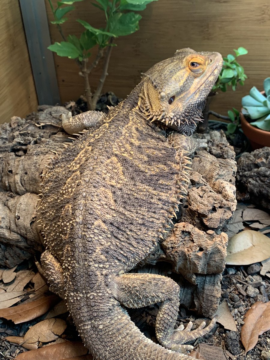 dragon_marley's tweet photo. Who ordered the pancake with a side of stink eye? https://t.co/iqvkhQyreT