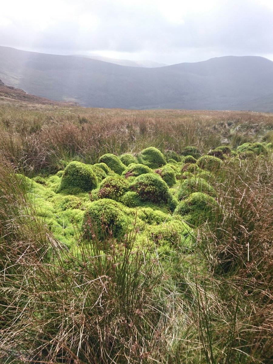 A green colony: