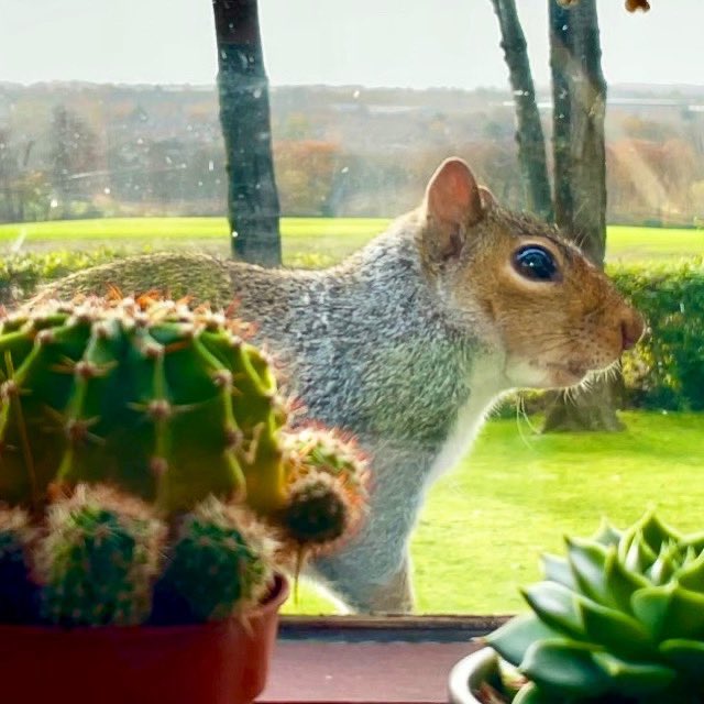nikkilewisphoto's tweet photo. Even the squirrel is coming to say hi most mornings during this second lockdown #missingcompany
#squirrel #morning #saturdaymorning #nikkilewisphotography #missingsomeone #kitchenwindow #hertfordshire #hertslife #lockdownlife #lockdown2 #autumn #darkerdays #keepyourspiritsup https://t.co/dHDa44H6Mi
