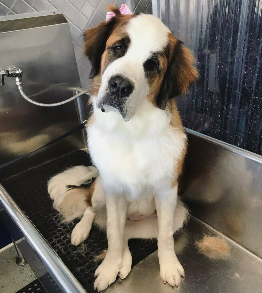 topdogwash_SD's tweet photo. @ladygofnormalheights Little Harley is becoming a real head turner! #headtilt #saintbernard #puppiesinthetub #dirtymuttsdrivemenuts #dogsofadamsave #topdogwashandgroom https://t.co/4X3EVVjx62