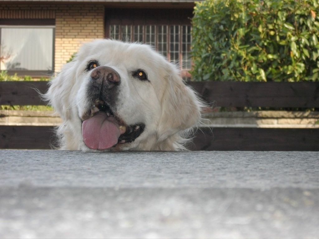 #HundenasengegenschlechteLaune