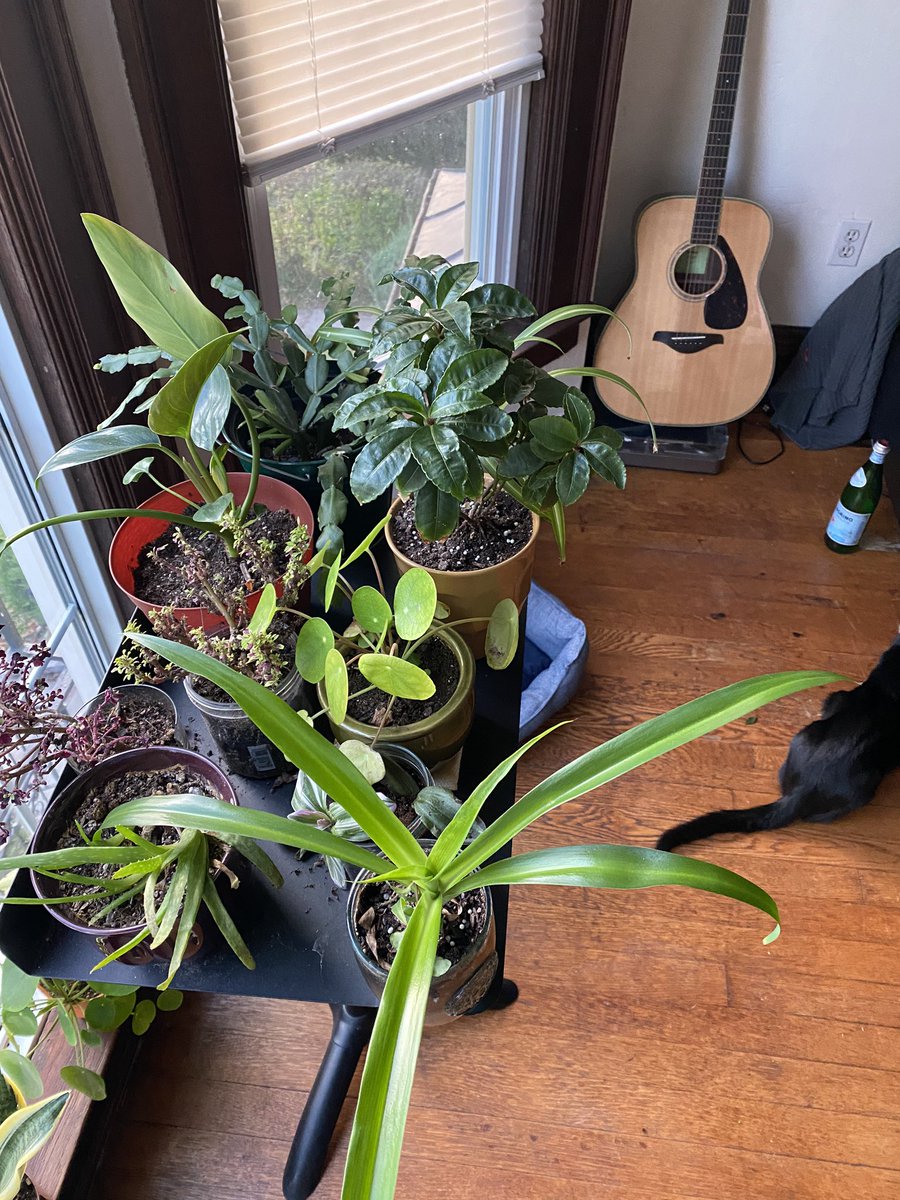 tripiehippy's tweet photo. Obsessed with my plants https://t.co/WHIgtgLvIx