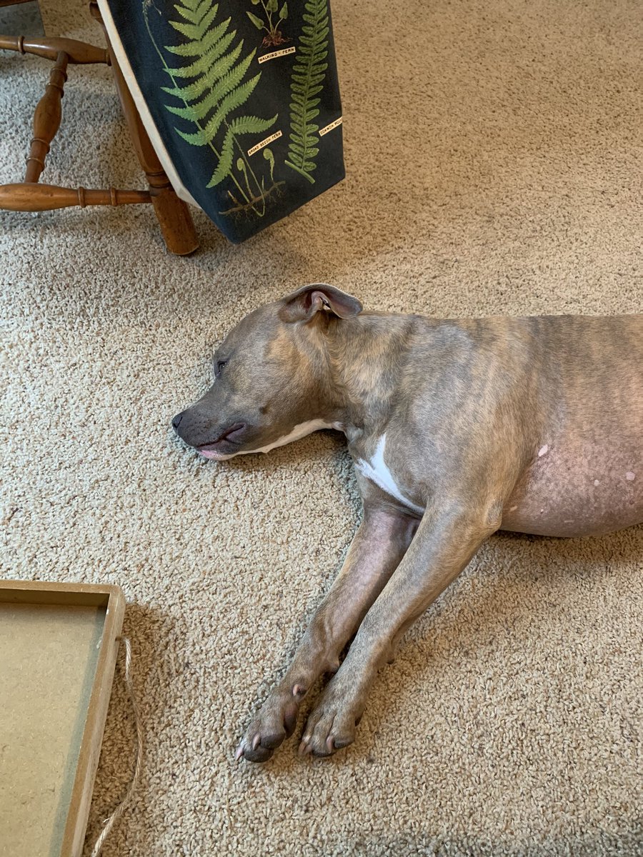 CaseyVolo's tweet photo. My hellbeast, patiently waiting for me to stop writing so we can go explore. Who else has a furry helper for their projects? #amwriting #WritingCommunity #NaNoWriMo https://t.co/ubO0stj3e9