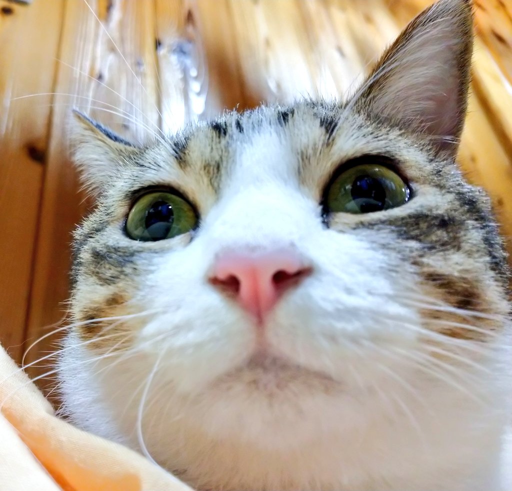 ぶさかわ