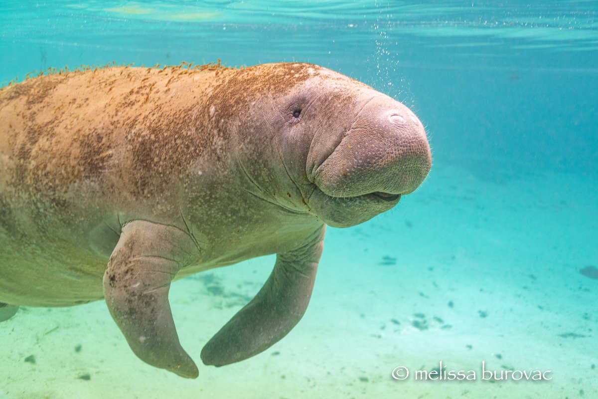 m3lissab33's tweet photo. Omg they were so cute. I will probably sit here and stare at manatee photos all day.
#manatee #seacow #floatypotato #crystalriver #florida #explorida #underwaterphotography #wanderwithmelissa #puregoldceo https://t.co/L6D8kNxr57
