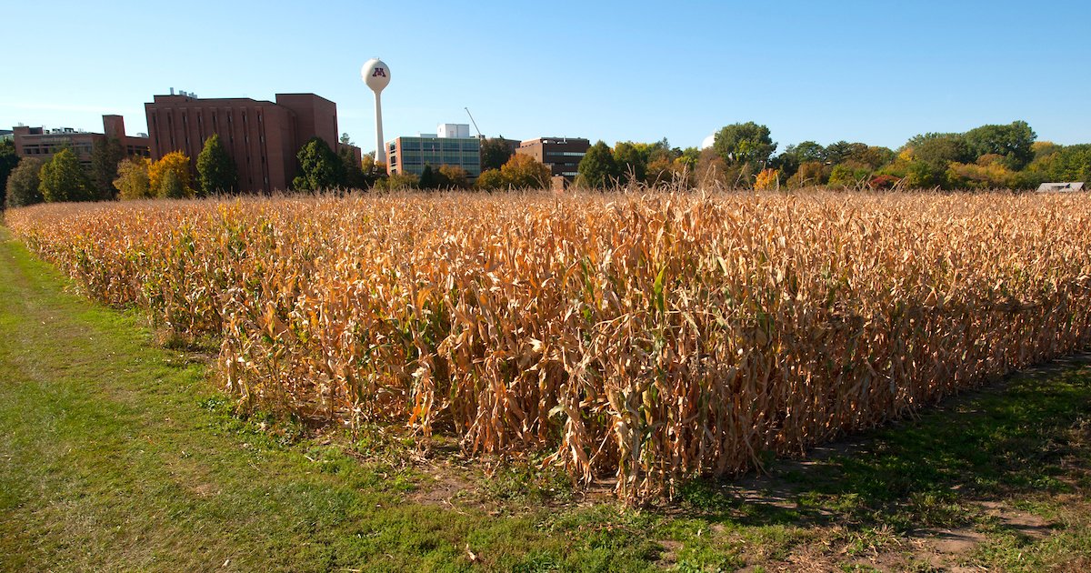 UMNAlumni's tweet photo. The beautiful St. Paul Campus 😍
#SaturdayViews #UMNCampus https://t.co/8Wxna7C8ma