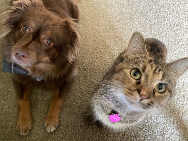 pet supplies plus labor day hours