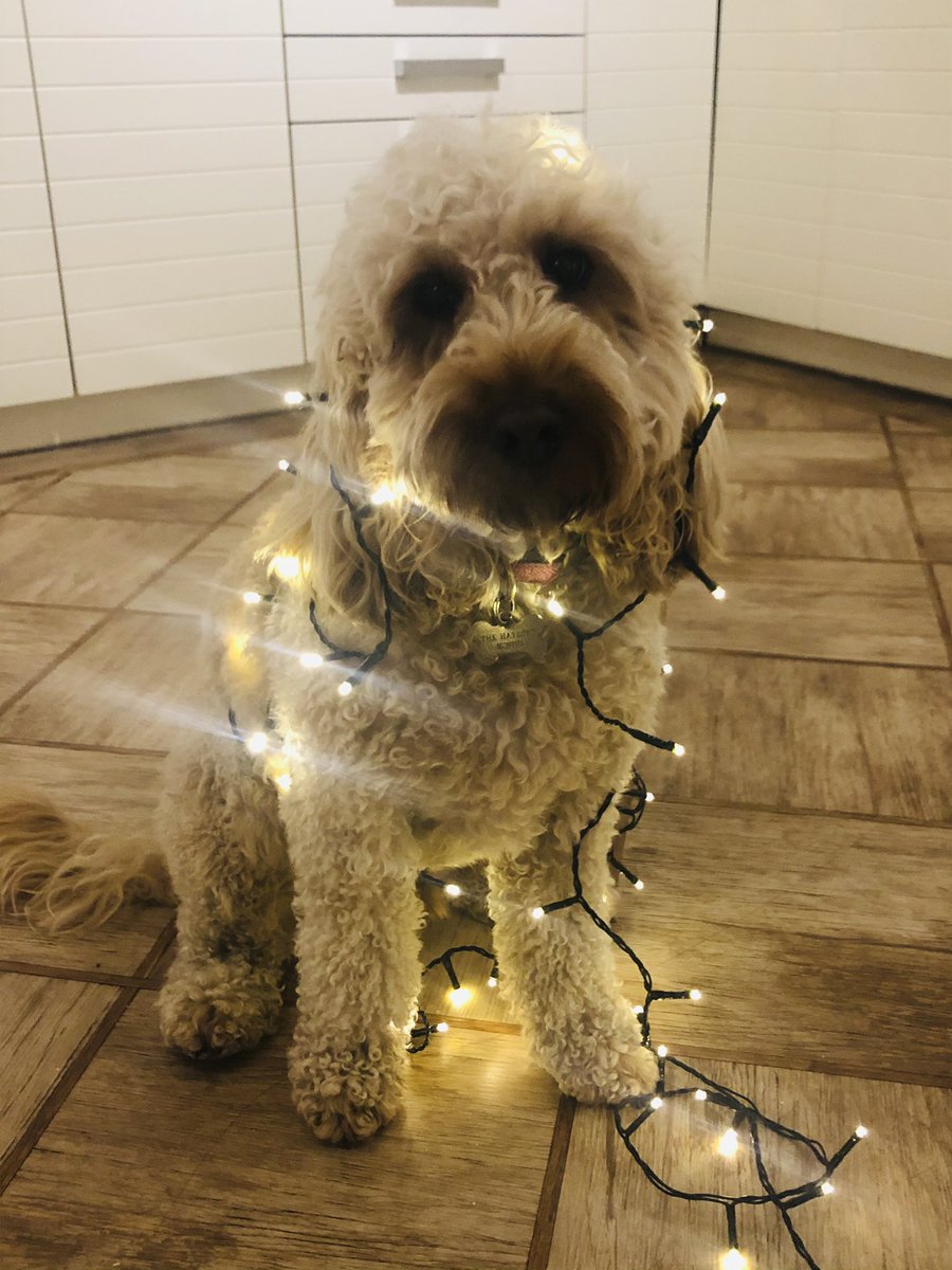 Arlo_TherapyDog's tweet photo. Helping to put the Christmas lights on the tree!! ๐๐ #christmascockapoo #santaslittlehelper #therapydog https://t.co/bnGPK8vVkU
