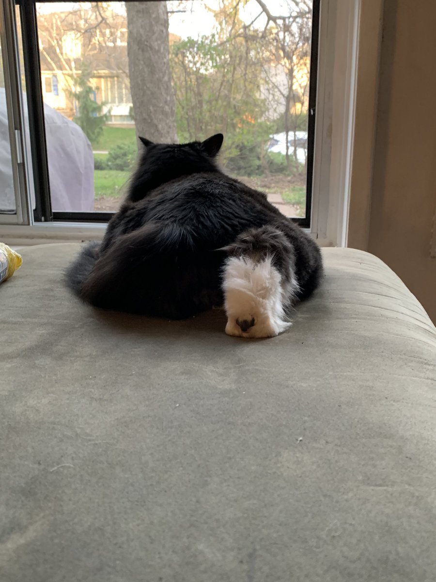 Thrillhouse_007's tweet photo. Anybody else’s cat do this?
#CatsOfTwitter #catsofinstagram #CatsOfTheQuarantine #cats #catspaws #paws https://t.co/b3M059Wxc6