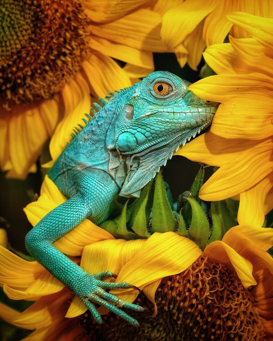 HacerGunaydn's tweet image. #animals2020 fotoğraf yarışması kazananı #1winner #Iguana çok iyi çoook😍😍😍