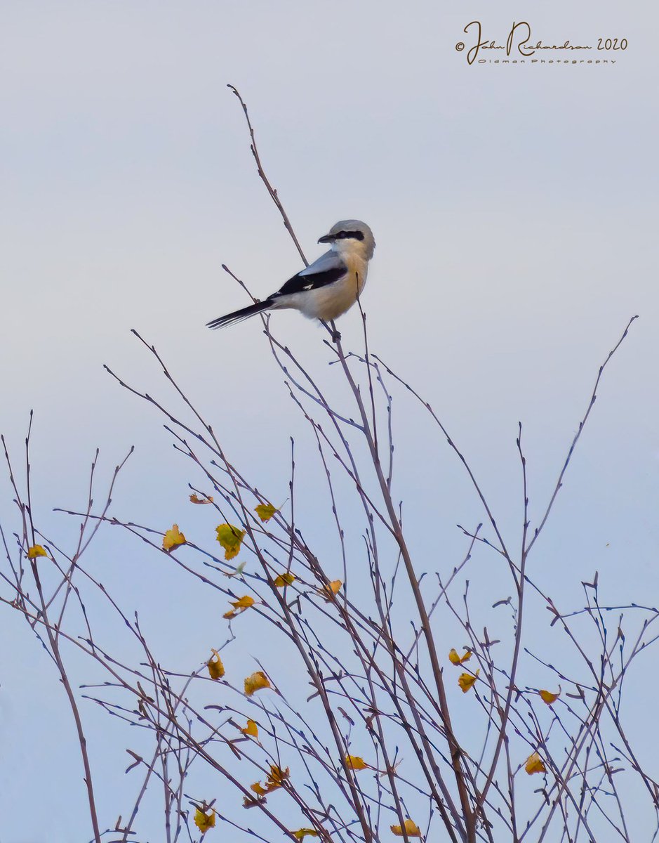 oldman65Suffolk's tweet image. Great Grey Shrike 
Upper Hollesley Common 
21/11/2020
#OlympusUK