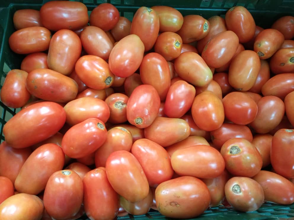 Samsonprolific's tweet photo. All tomatoes are not the same. 

Tomatoes differ in
Use
Size
Taste
Texture
Firmness
Genotype
Pulp volume 
Water content

So they must differ In price.

There are tomatoes best for
Soups
Stews
Paste
Puree
Salad
Canning
Snacking

Etc 
#foodsecurity #FarmerSamson #ZeroHunger https://t.co/ajNZCsDDRv