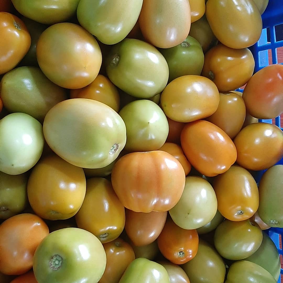 Samsonprolific's tweet photo. All tomatoes are not the same. 

Tomatoes differ in
Use
Size
Taste
Texture
Firmness
Genotype
Pulp volume 
Water content

So they must differ In price.

There are tomatoes best for
Soups
Stews
Paste
Puree
Salad
Canning
Snacking

Etc 
#foodsecurity #FarmerSamson #ZeroHunger https://t.co/ajNZCsDDRv