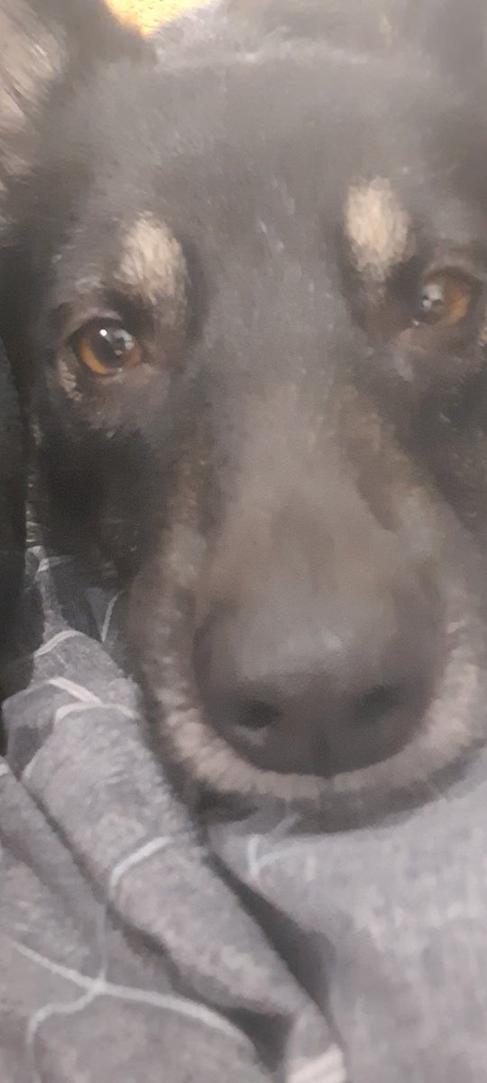 Spyder_Queen's tweet photo. @TheLifeOfTT If you want to arrange a socially distance playdate with his cousin one weekend let me know! https://t.co/rOd4JjFVQ1