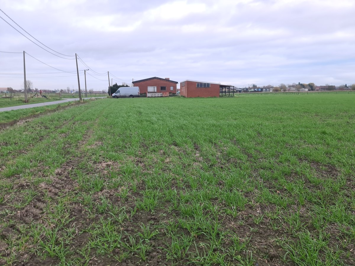 LouCommensalist's tweet photo. This will become a 1.5 hectare #upick #foodforest near 
@stadkortrijk
 ♡
#DesignMode #WhoWantsFruitNetflix? #permaculture #agroecology #belgiumfarm #farming #homestead https://t.co/BDkbfZMMG9