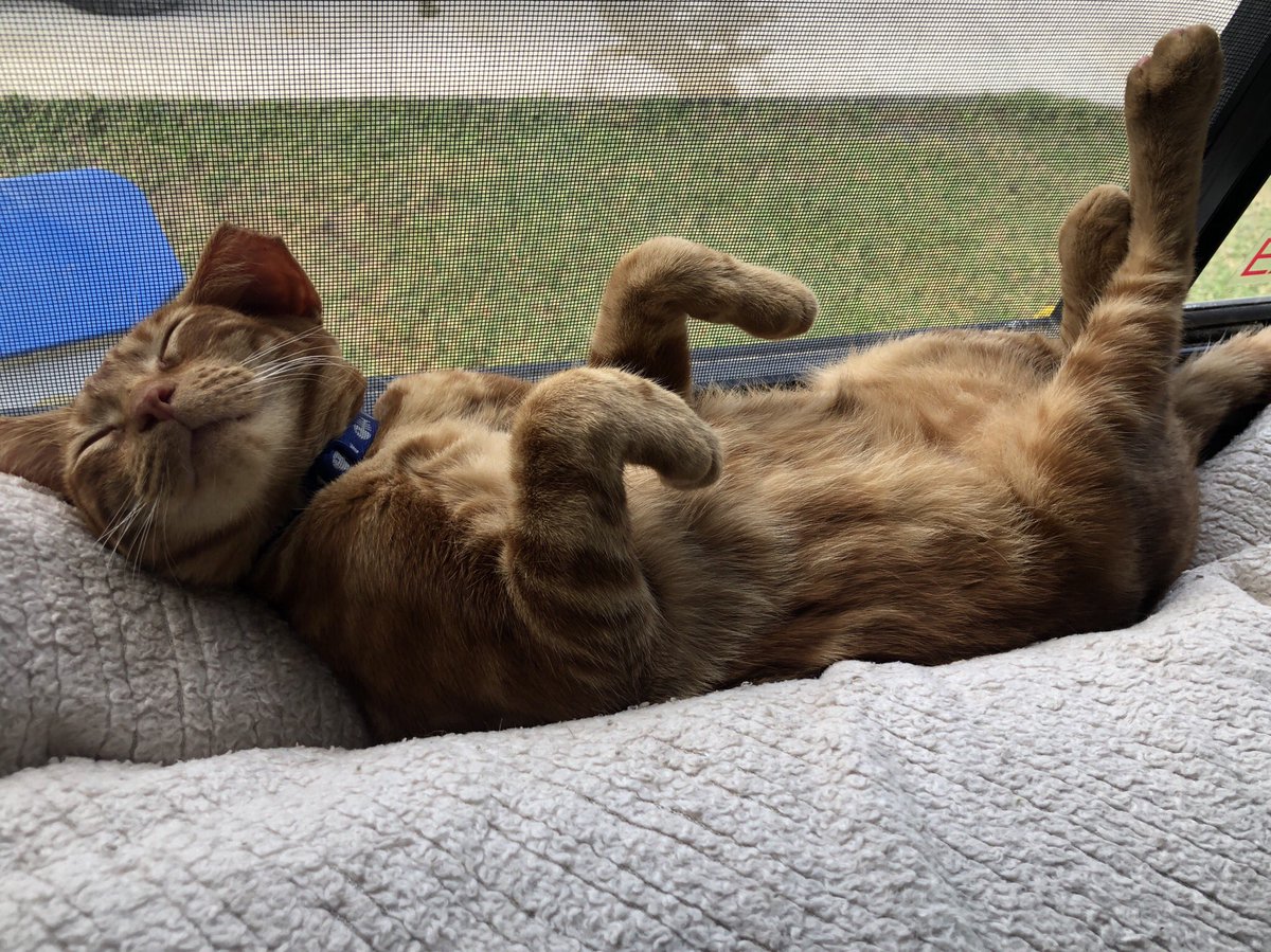 RVTXCat's tweet photo. Happy #Caturday everybody! Hope you can squeeze in a cat nap! 🐈 https://t.co/0oq2QXVhT2