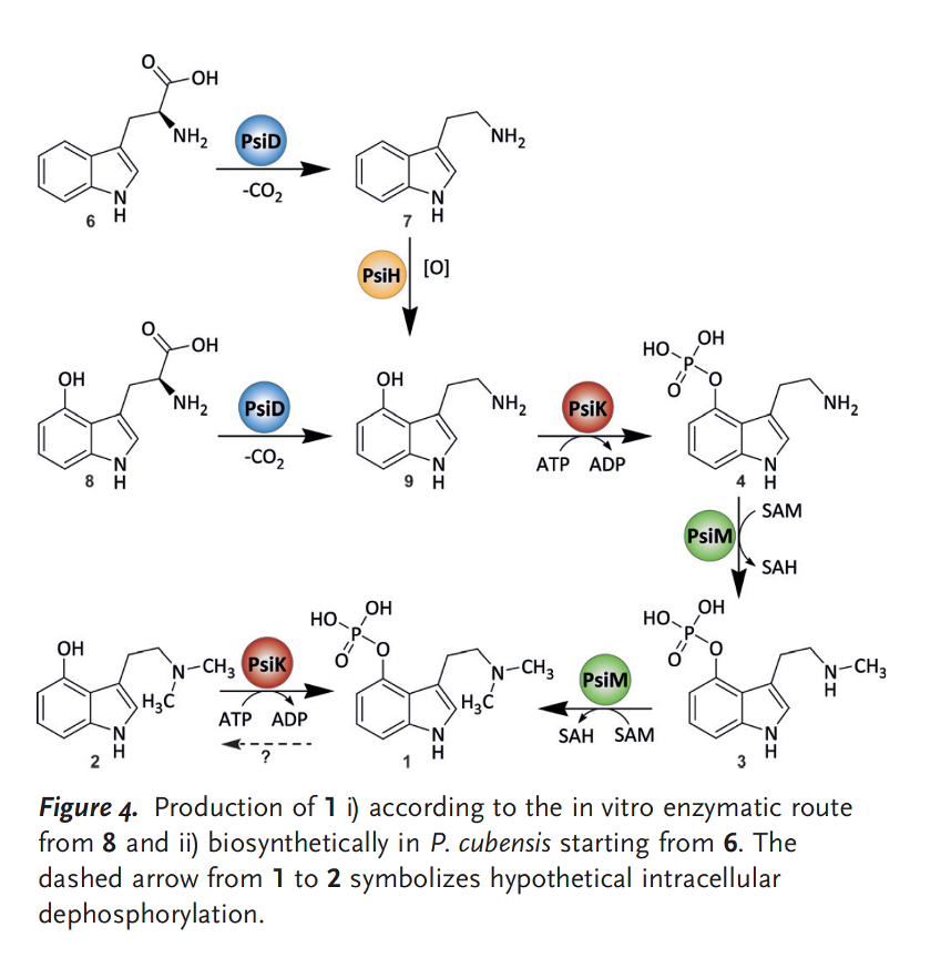 SNPs in the key genes involved in synthesis of Psilocybin, Psilocin, Baeocystin,NorBaeocystin, Aeruginascin may provide a deeper understanding of the entourage effects in Cubensis.