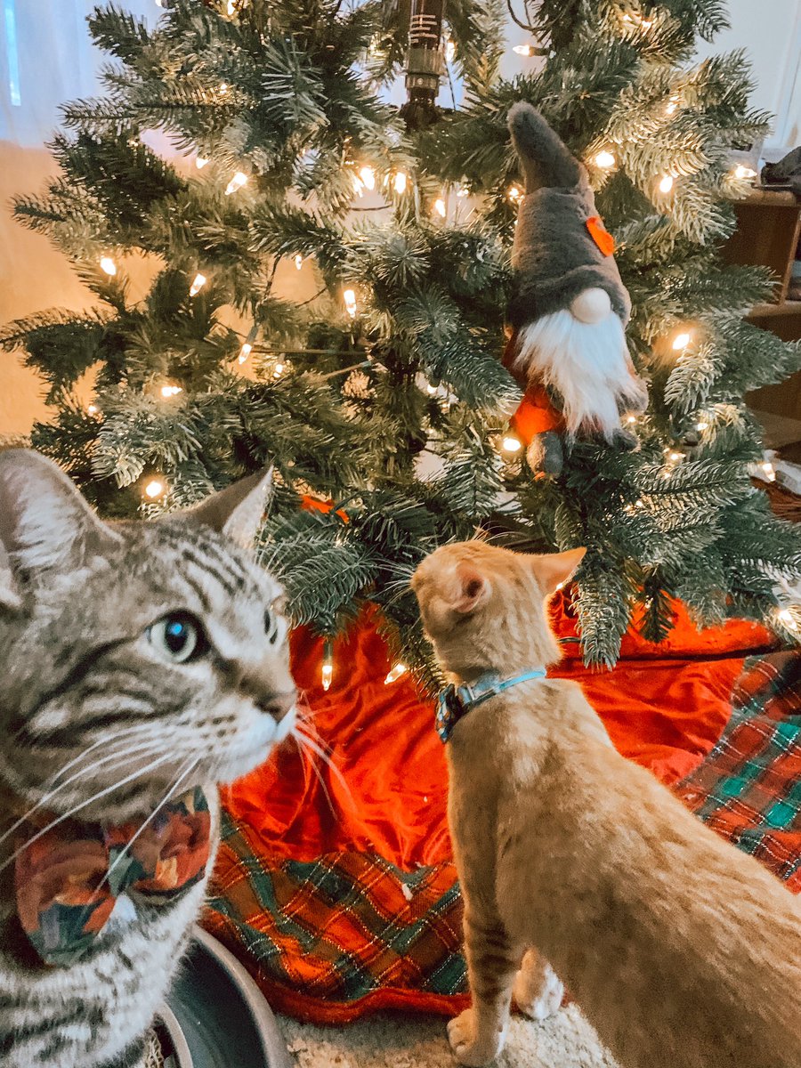 Minimal safety hazards- ideally use a pre lit tree. The lights are wrapped in such a way to minimize areas kitty can get snagged. Keep some cable ties handy to help secure any loose wires. No tinsel, or ornaments with weird tiny dangly bits, or tiny bits. 7/