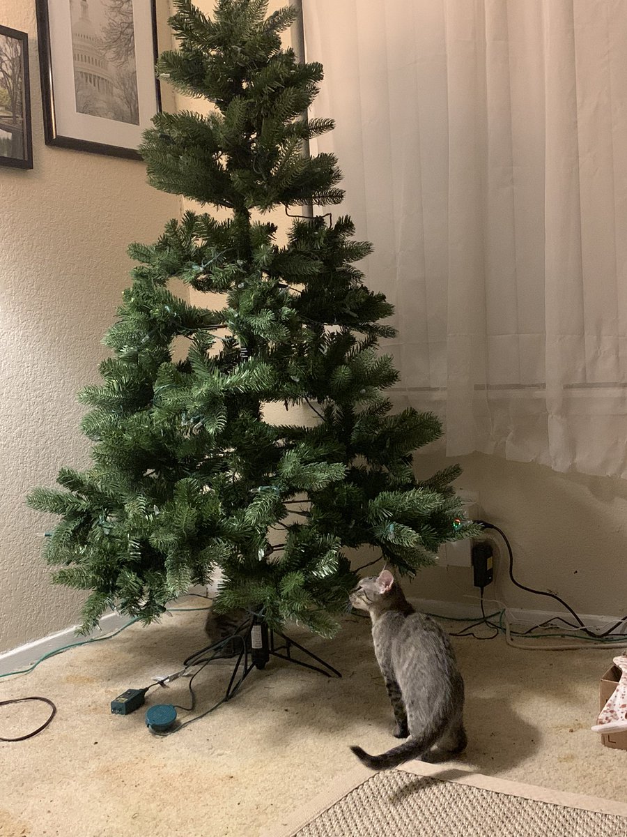 Plan to set up the tree over two days. Day 1, set up the tree and anchor it using a low anchor method. Then walk away and leave it and the cats to get acquainted. Don’t yell at the cat when they get into the tree. Just keep an eye open for any potential safety issues. 11/