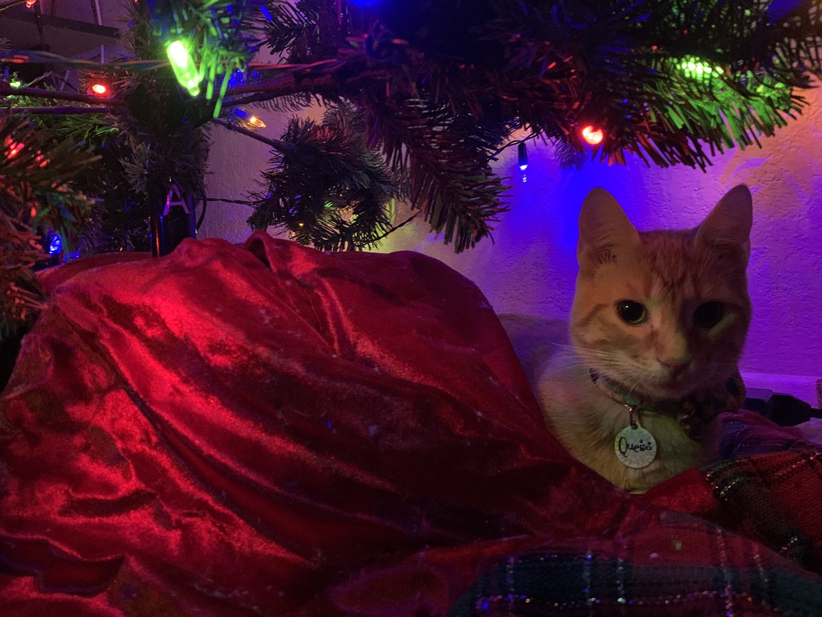 That evening, enjoy the fun that is kitty exploring the tree and participating in the seasonal shenanigans. Make any adjustments you need that keeps kitty safe, and still allows for family enjoyment of the tree. Also, keep a camera handy. :) 13/