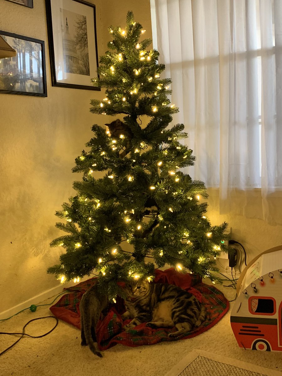 The keys here- sturdy tree (either real or artificial), excellent low anchoring, minimal safety hazards, cat friendly ornaments, and NO family favorites/breakables. Again, in most cases this is just a year. Next Christmas they won’t care and will snooze under the branches. 3/