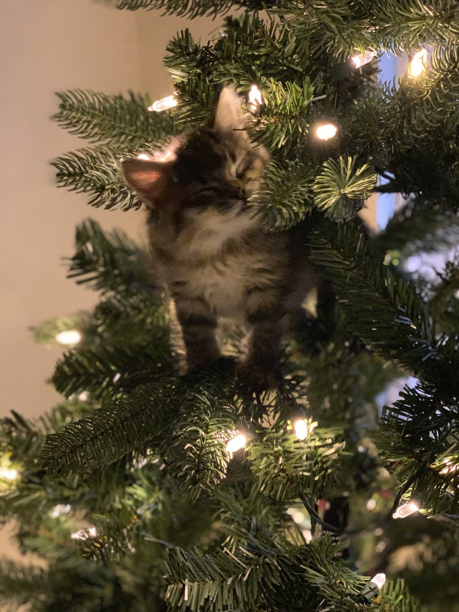 Sturdy Tree- get something that can support your tiny or not so tiny monster. I have two large artificial trees. My no foster kittens one and my foster kitten friendly one. That tree is currently the GE pre lit series. It’s got really solid low branches and fluffs well. 4/