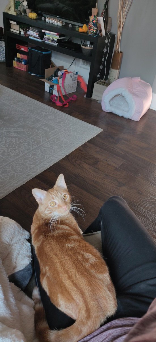 AC_Otter's tweet photo. Falafel the type of cat that does not know how to sit normally. Normal cats sit on your lap. Falafel says hold my beer and sits on my left thigh. I will be putting her up for adoption shortly https://t.co/piwDAJBLVG