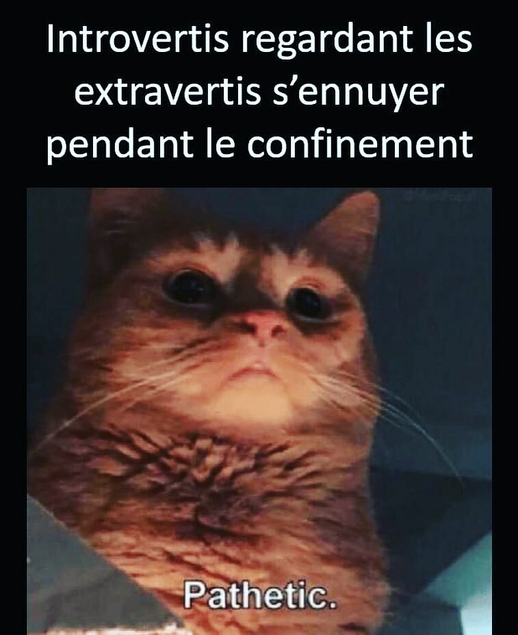 lacomtedugeek's tweet image. #introverti #introvertis #confinement #chat #pathetique #pathetic #humour #timide #nolife