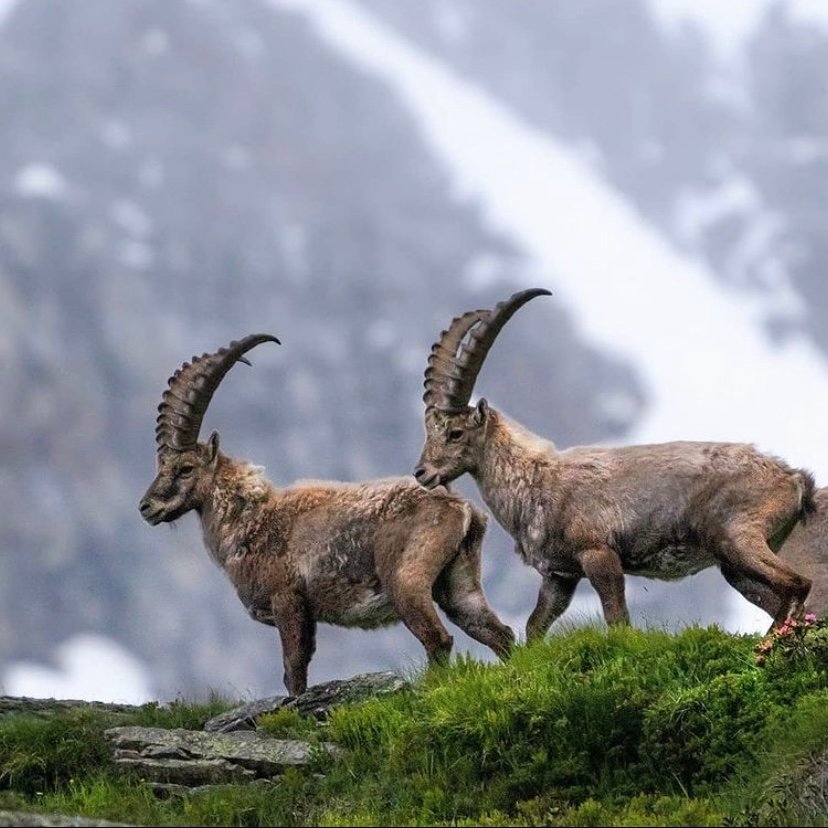 UndiscoveredIt1's tweet photo. Explore. Go Beyond. You Can Achieve Anything!
📍Parco Nazionale Gran Paradiso 🏔️🇮🇹

#italy #mountains #motivation #snow #winter #animals #travel #italia #travelgram #travelblogger #explore #nature https://t.co/j6tveku0Yv