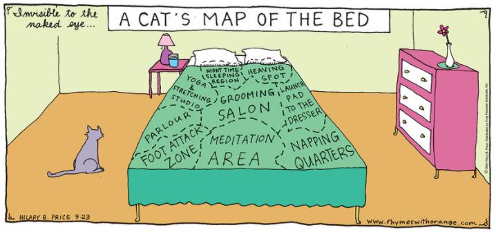 ChiUniversity's tweet photo. If you own a cat... https://t.co/EleVk1XURf