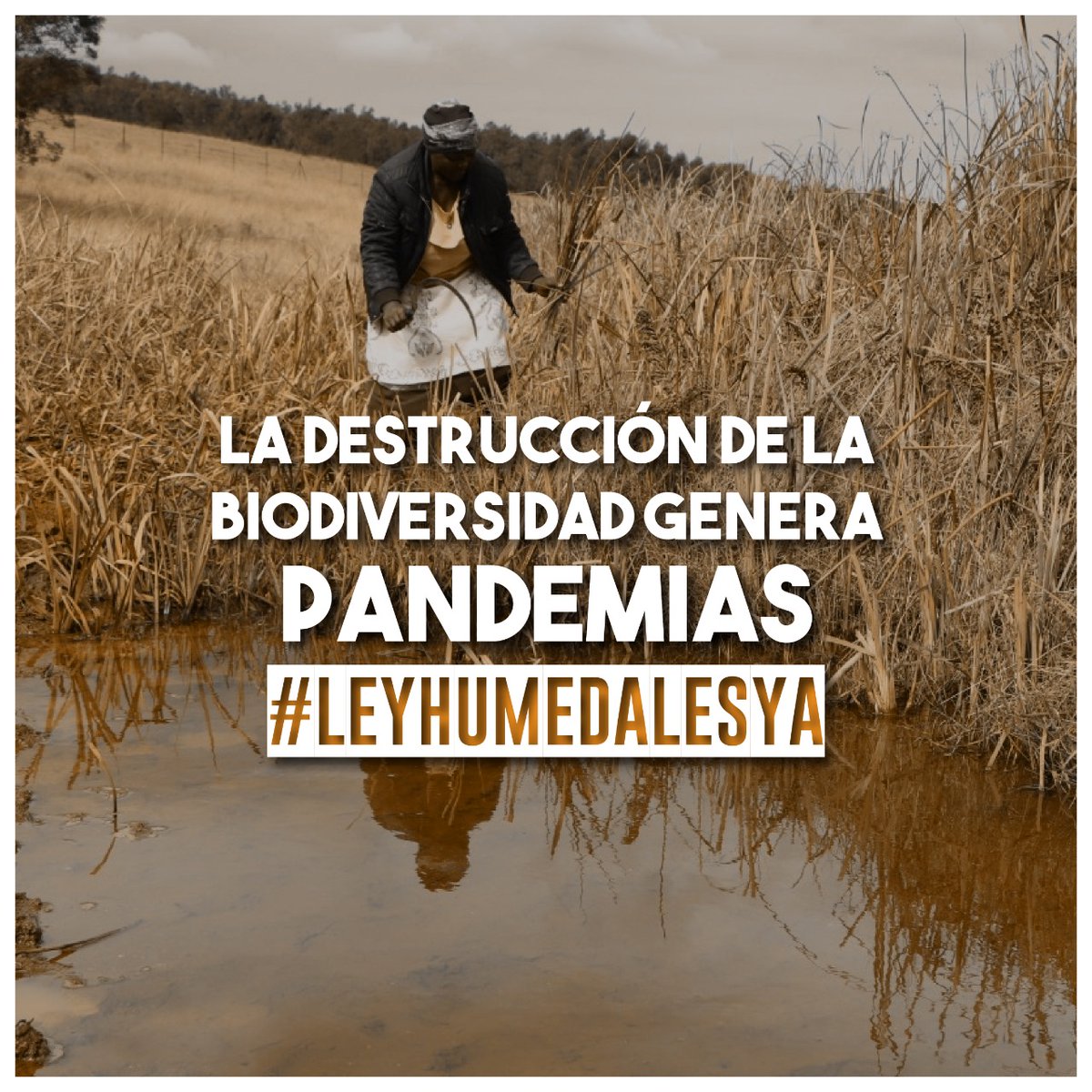 RenahuDe's tweet photo. Ley de humedales: Luego del dictamen de mayoría en comisión de Recursos Naturales EXIGIMOS:
➡MANTENER EL DICTAMEN DE LA COMISIÓN
➡URGENTE PLENARIA DE COMISIONES RESTANTES. 
👉Agricultura y Ganadería
👉Intereses Marítimos y Fluviales
👉Presupuesto
#LeyDeHumedalesYa https://t.co/sKplowmJaa