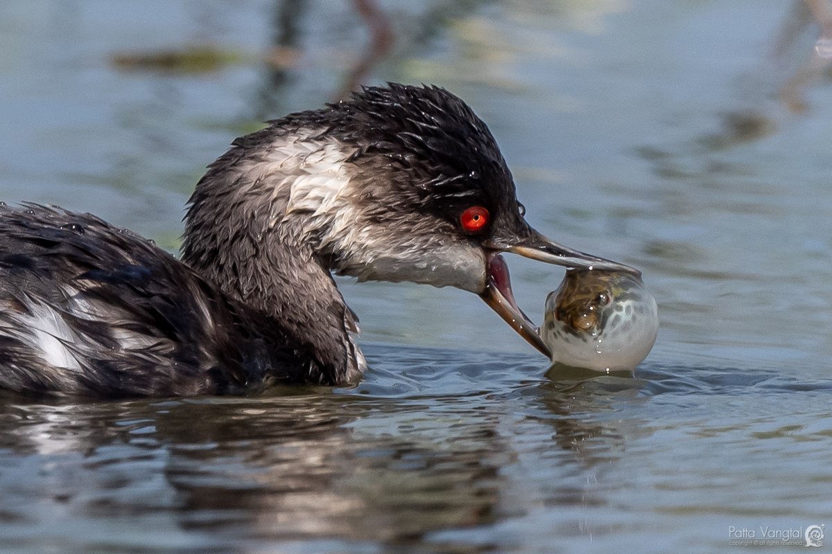 An Eared #Grebe wrestles with a freshwater #pufferfish of the genus Pao - it's our Observation of the Day! Seen in #Thailand by patta-v.

More details at: inaturalist.org/observations/6… #ichthyology #nature #ornithology #biodiversity #animals #naturephotography #birding #fish