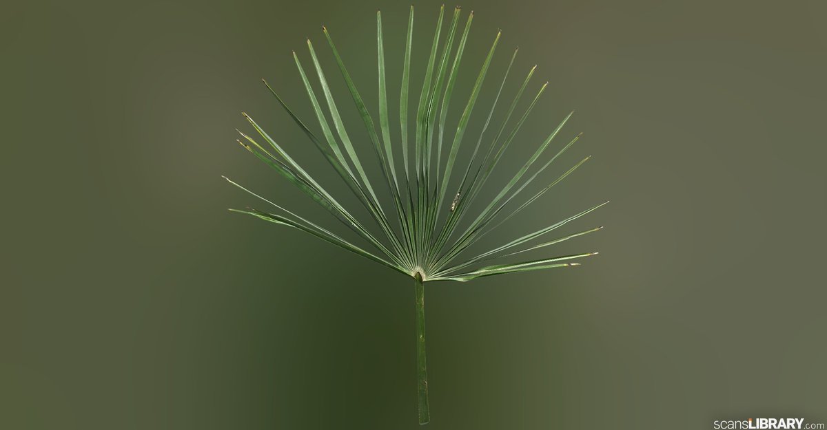 ScansLibrary's tweet photo. NEW - Palm Leaves
You can become a member and try the free assets.
https://t.co/IVuVm6zlog
#scanslibrary #gamedev #digitalart #cgi #3dmodeling #indiedev #GameDeveloper #3d #materials #3dtexture #scandata #render #photogrammetry #vfx #ue4 #3DModel #3dmaterial https://t.co/EdJdHxsJqp