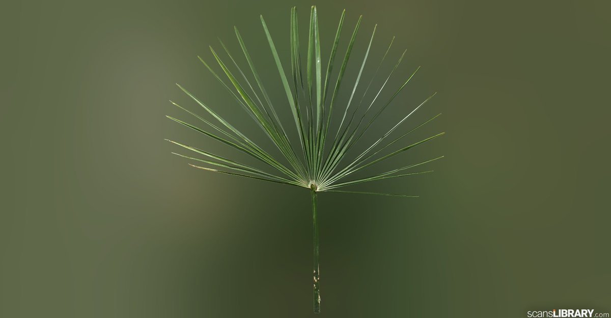 ScansLibrary's tweet photo. NEW - Palm Leaves
You can become a member and try the free assets.
https://t.co/IVuVm6zlog
#scanslibrary #gamedev #digitalart #cgi #3dmodeling #indiedev #GameDeveloper #3d #materials #3dtexture #scandata #render #photogrammetry #vfx #ue4 #3DModel #3dmaterial https://t.co/EdJdHxsJqp