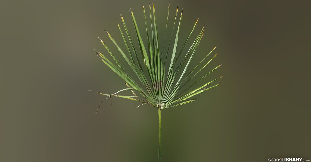 ScansLibrary's tweet photo. NEW - Palm Leaves
You can become a member and try the free assets.
https://t.co/IVuVm6zlog
#scanslibrary #gamedev #digitalart #cgi #3dmodeling #indiedev #GameDeveloper #3d #materials #3dtexture #scandata #render #photogrammetry #vfx #ue4 #3DModel #3dmaterial https://t.co/EdJdHxsJqp