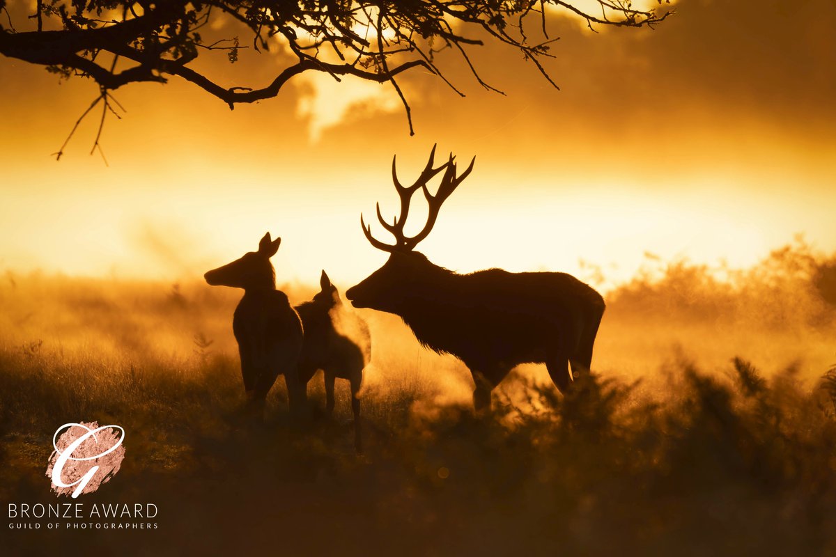 InKPhotography1's tweet photo. Great end to the Guild of Photographers IOM competition. #guildofphotographers #photocompetition #BushyPark #reddeer https://t.co/9o44xrQmIE