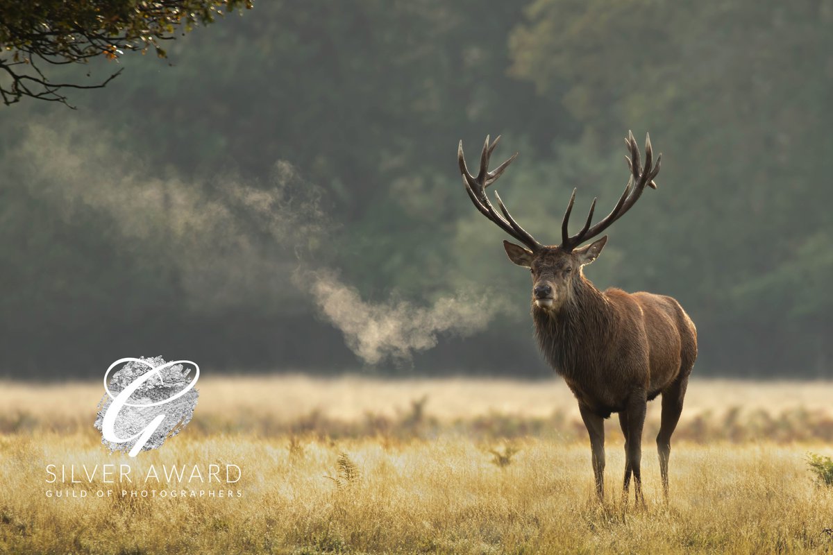 InKPhotography1's tweet photo. Great end to the Guild of Photographers IOM competition. #guildofphotographers #photocompetition #BushyPark #reddeer https://t.co/9o44xrQmIE