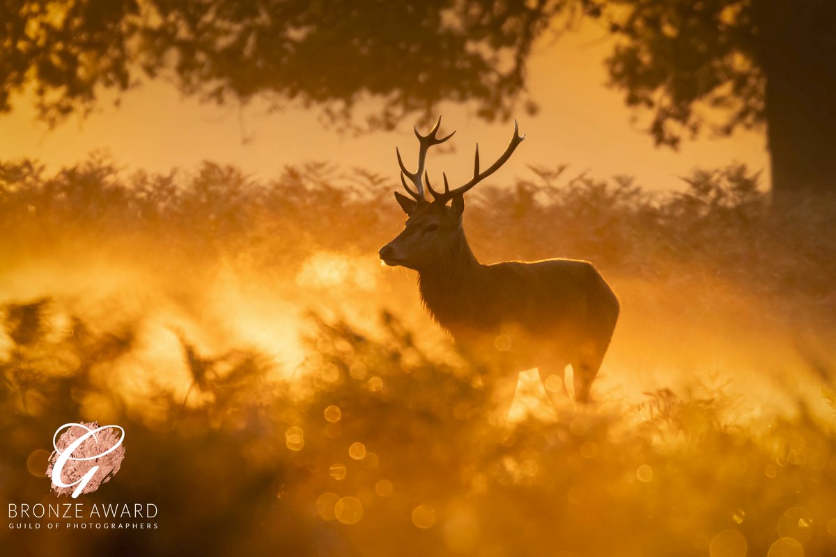 InKPhotography1's tweet photo. Great end to the Guild of Photographers IOM competition. #guildofphotographers #photocompetition #BushyPark #reddeer https://t.co/9o44xrQmIE