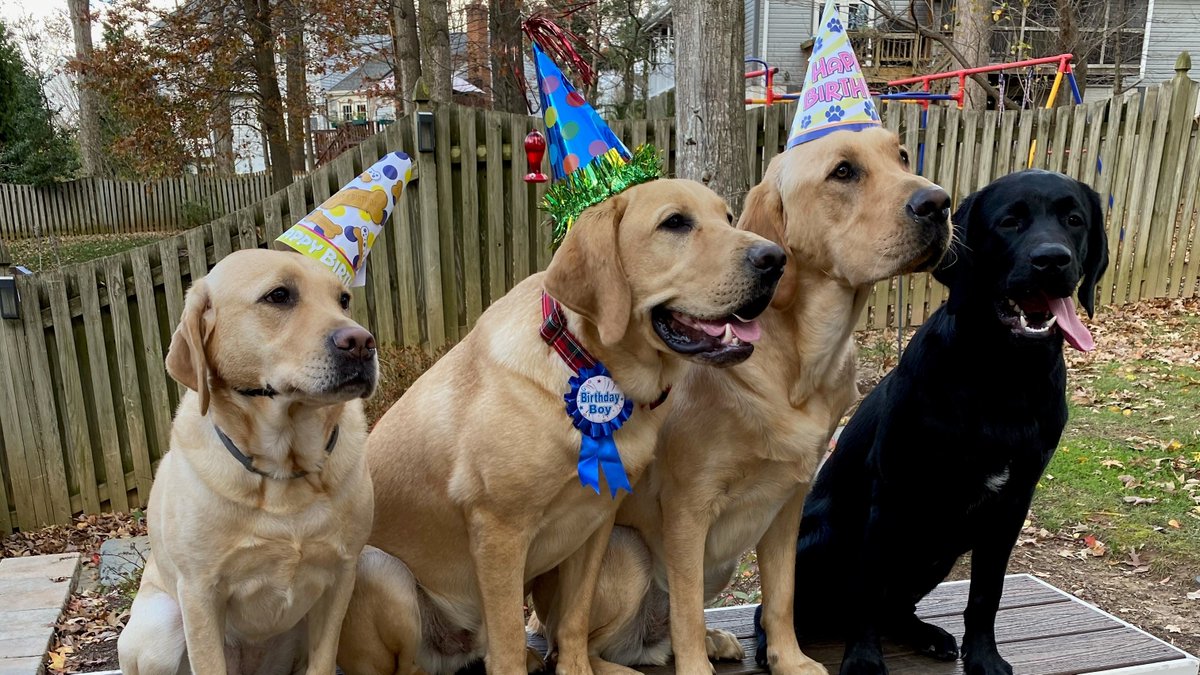 MSE's tweet photo. Do you or your furry friend want to wish Scout a Happy Birthday?
Send us your personalized๐and๐ธ โก๏ธhttps://t.co/JFjhDQrTtt
Weโll post your birthday wishes & photos for Scout on social media | #HBDScout https://t.co/48mbGZXwyQ