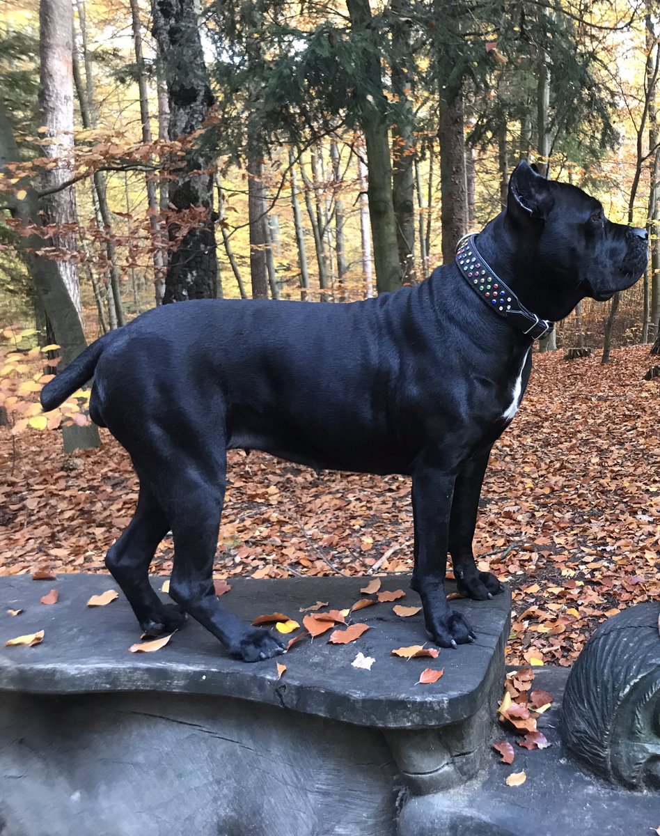 BulldogHelga's tweet photo. Greetings from Heidelinde 🍁 🍂 #CaneCorso #canecorsolover https://t.co/8kILhBLtvc