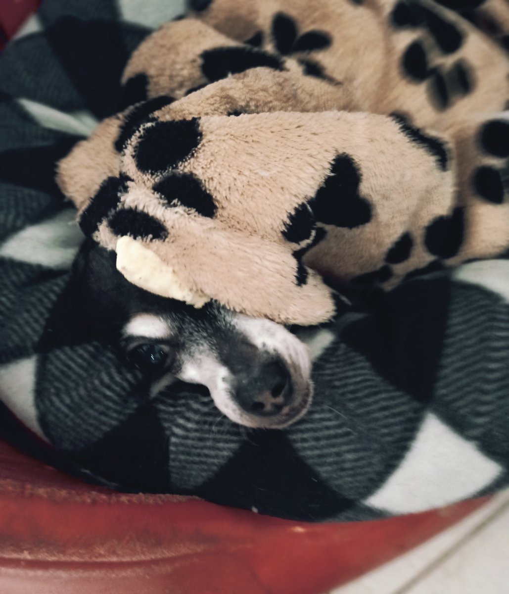 olinabika's tweet photo. Cozy naps💤 #smcdmuowm https://t.co/q6QiO9UaGJ