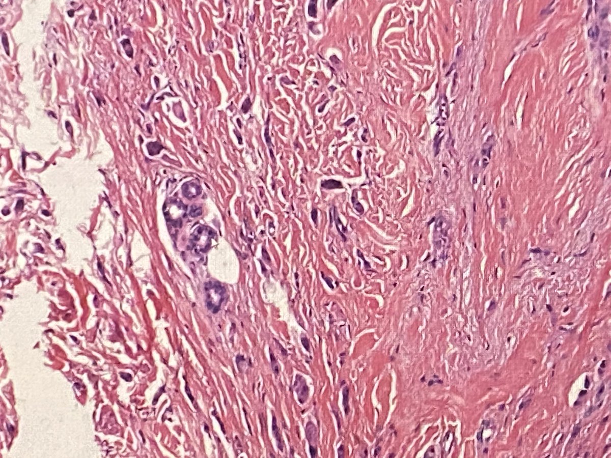 NJ Society of Pathologists tweet media