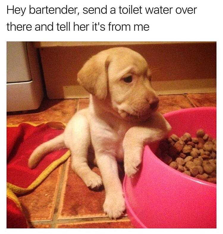 MensHumor's tweet image. *your finest toilet water