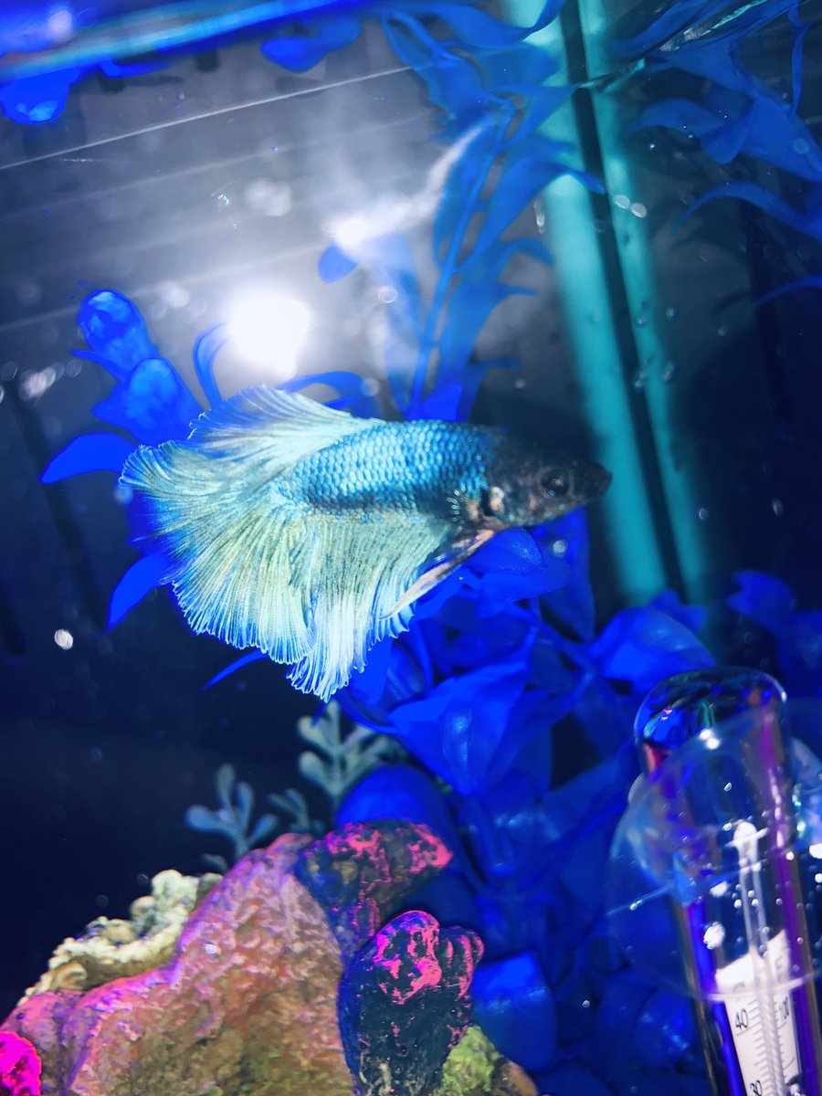 generationmbgc's tweet photo. #ripelle #fishfilter #flushedaway https://t.co/pczxqtRNxP